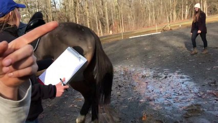 Feisty Horse Bucks Off Rider