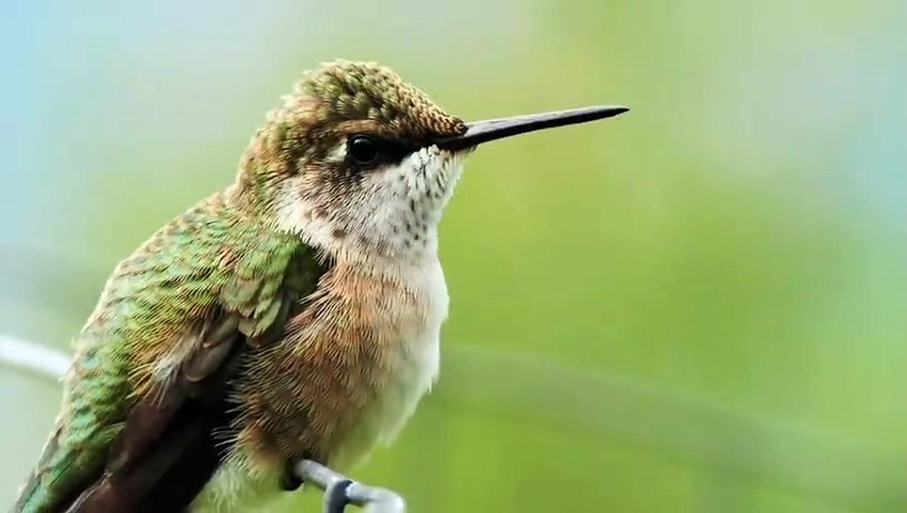 Fact About Humming bird