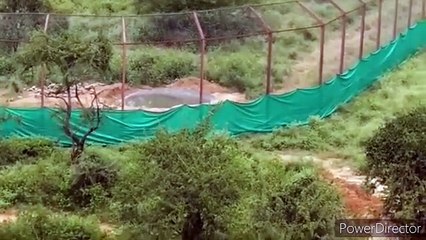 तीन साल से एनक्लोजर में कैद बाघ टी-104