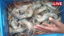 Best Shrimp Fish Market in Chittagong - Chittagong Fishery Ghat