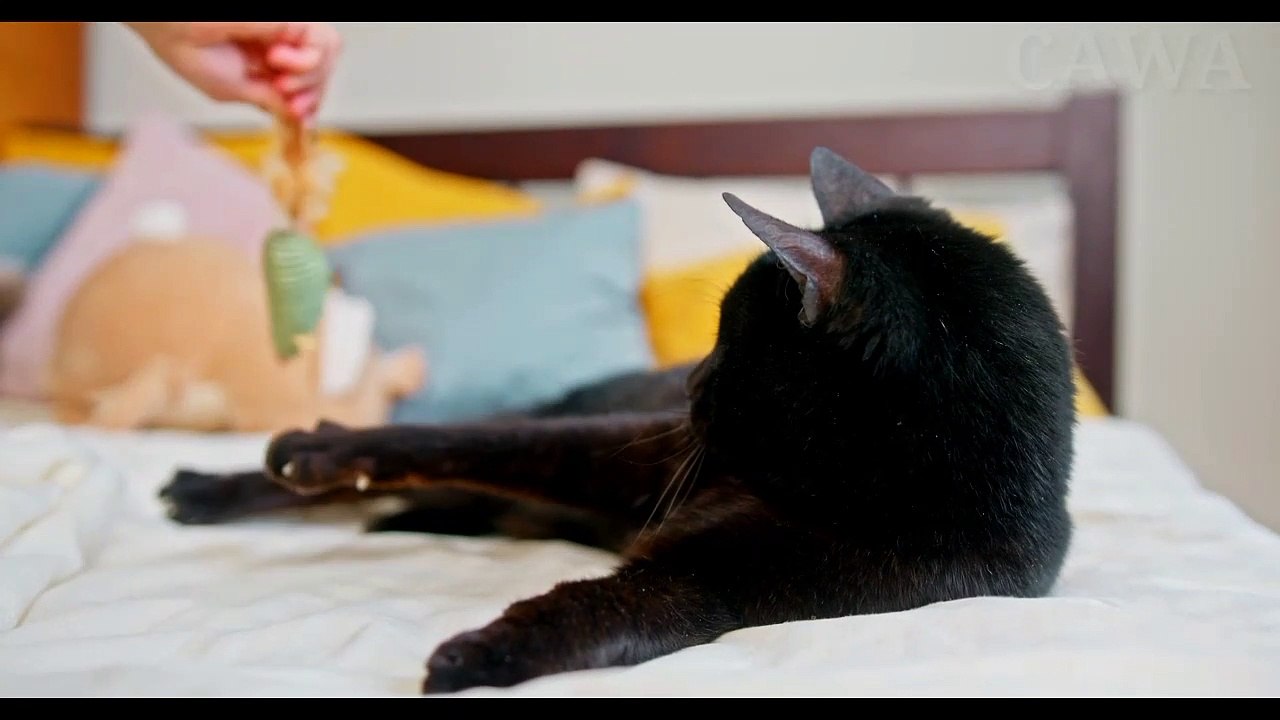 Baby Cats Cute Funny Videos English Compilation