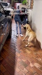 Dog Helps Bring in Groceries