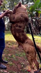 I'm a big kid now animals transformation