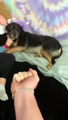 Proof That My Dog Has The Purest Heart