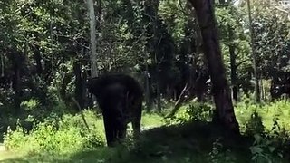 Elephant attacking a car at nagarahole tiger reserve