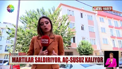Yavru kedi 1 haftadır çatıda mahsur!