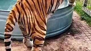HUGE Tiger Cooling Off! AMAZING