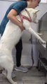 Husky almost dies at the pet groomers
