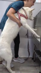 Husky almost dies at the pet groomers