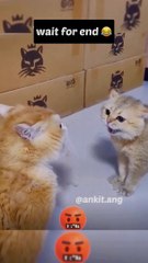 Cats comedy seen