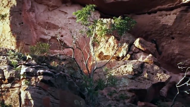 OMG! Capuchin Monkey Save Mouse From Banded Krait Snake Hunt - Gorilla Rescue Deer From Python