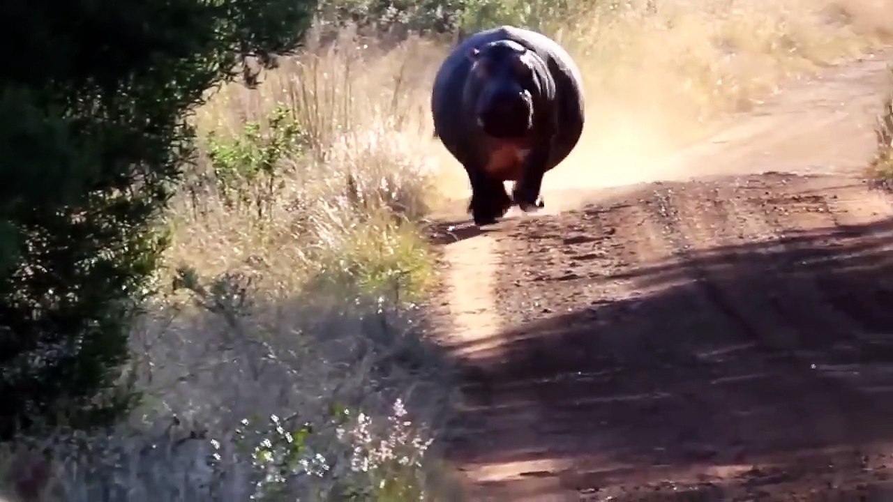Terrible Power of Wide-mouthed Hippo! Lions Died Tragically When It Tried To Attack  Hippo, Hyenas
