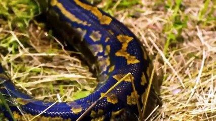 Top 5 Animals Can’t Escape From Python Too Aggressive – Python vs Lion, Crocodile, Mongoose, Impala