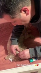 Dog Lays on Back for Medicated Eye Drops