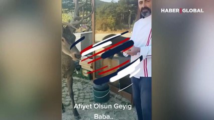 Her sabah kahvaltıya gelen geyiği beslediği anlar gündem oldu