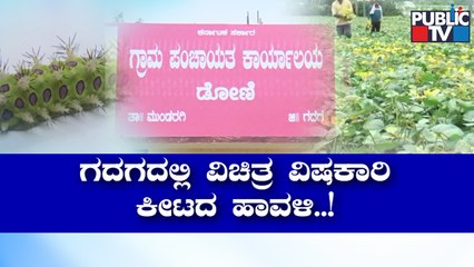 News Cafe | Doni Villagers In Fear Of Spiny Oak Slug Caterpillar | Sep 18, 2022