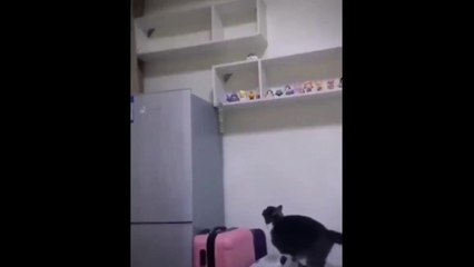 All fanny cats videos