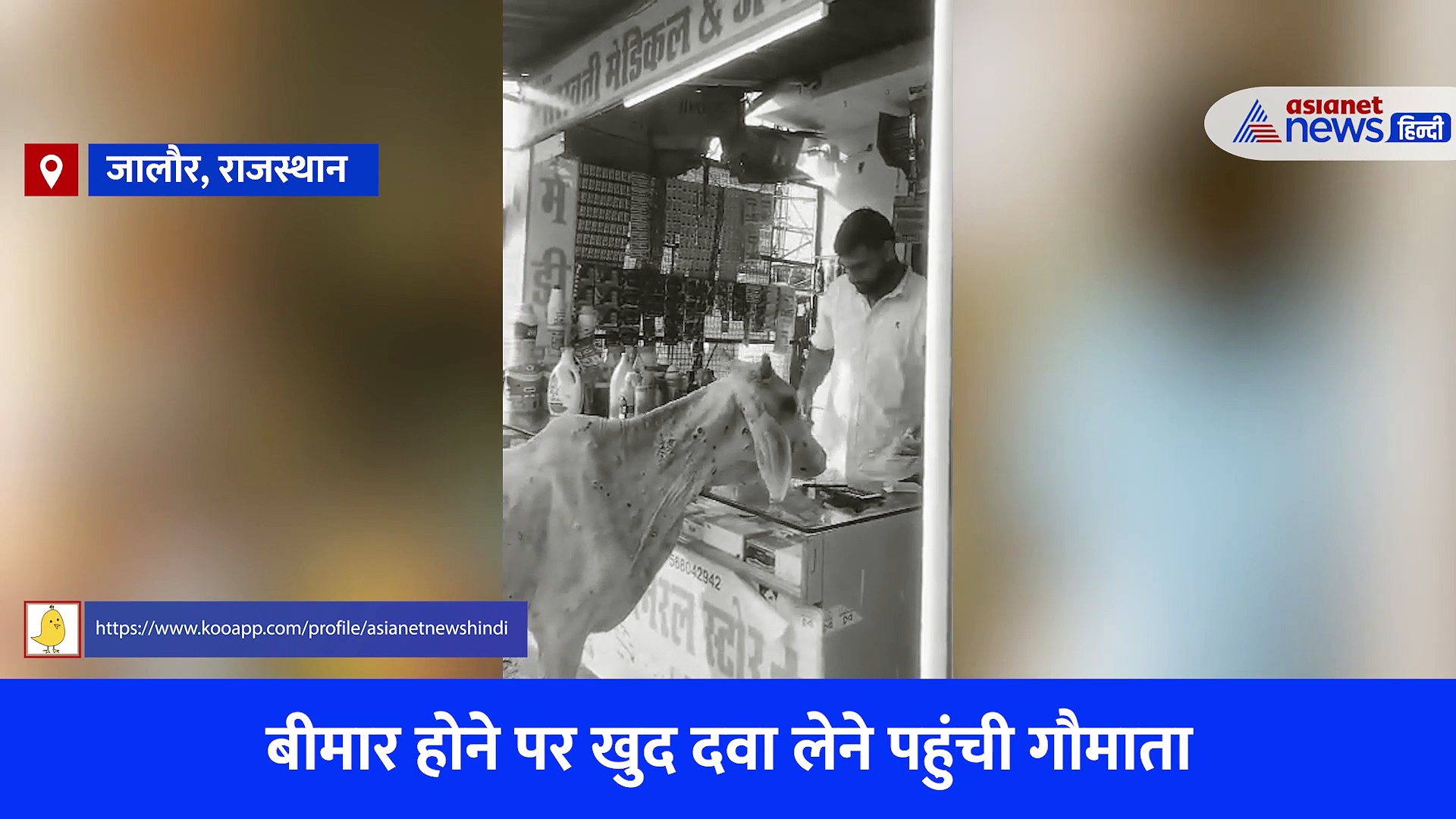 लंपी वायरस से पीड़ित गाय खुद मेडिकल स्टोर पर दवा लेने पहुंची, इमोशनल कर देगा Video