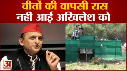 India News: चीते के वीडियो को लेकर Akhilesh पर BJP नेता का तंज | Akhilesh On Cheetah | Hindi News |