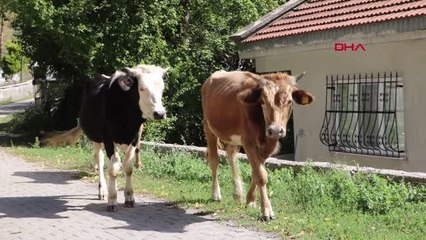 Son dakika haberleri... ZONGULDAK-ZONGULDAK İNEĞİNİN ÖLÜMÜNE ÜZÜLÜP KALP KRİZİ GEÇİRDİ HASTANEDE HAYATINI KAYBETTİ