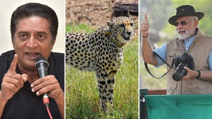 చీతాలు కాదు, ముందు ఛీటర్లను రప్పించండి స్వామీ *National | Telugu OneIndia