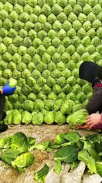 Cabbage vegetables harvesting | vegetables garden | garden video | cabbage vegetables garden | harvesting vegetables