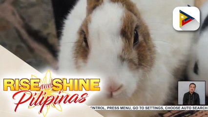 Alamin ang tamang pangangalaga sa giant rabbits