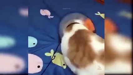 Baby_Cats_-_Cute_and_Funny_Cat_Videos_Compilation_#49_|_Aww_Animals(360p)
