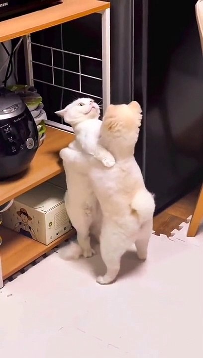 Funniest cat and dog