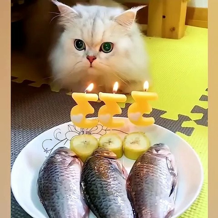 Baby Cats - Cute And Funny Cat Videos Compilation #1 | The R-Team