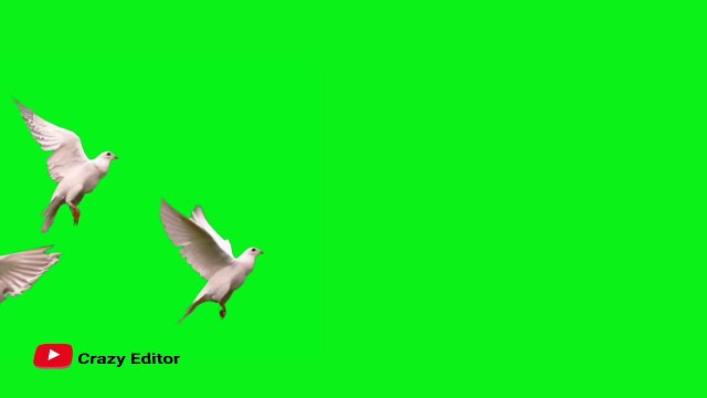 GREEN SCREEN Dove birds Flying effects HD No copyright _ chroma key dove pigeon