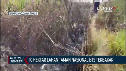 Kebakaran 10 Hektar Lahan Taman Nasional BTS, Diduga Dibakar ODGJ