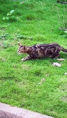 Un gato se queda completamente quieto, esperando sorprender a una rata