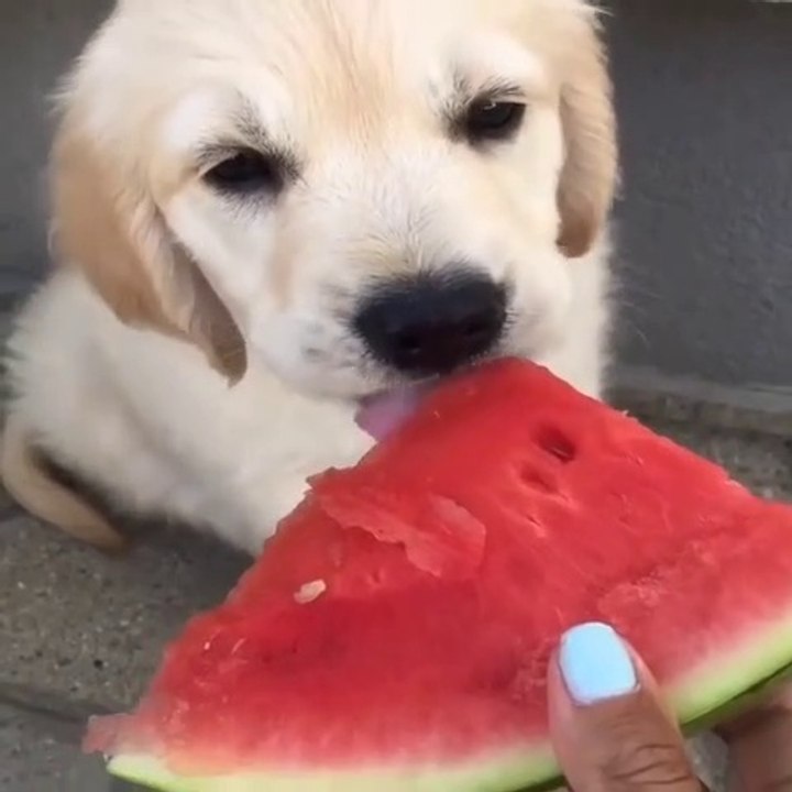 Cute & Funny