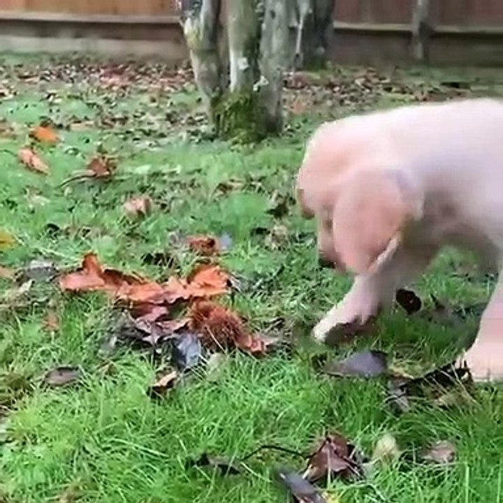 Cutepie