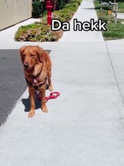 Unbelievable!!! Funny Dog Videos Try Not To Laugh