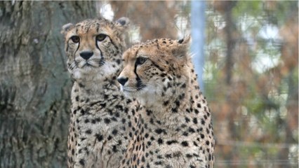 Todesserie im Erfurter Zoo: Killerflöhe machen Geparden den Garaus