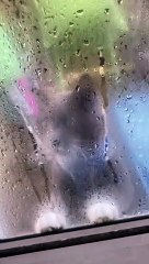 Clancy Asks to Be Let In