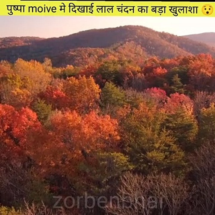 Amazing fact  #zorbenbhai