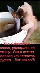 memes funny shorts #shorts #funny #memes