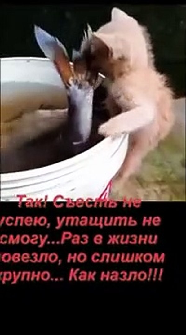 memes funny shorts #shorts #funny #memes