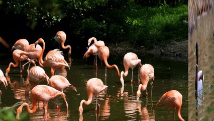 FUNNY VIDEO. MOST FUNNY VIDEOS. FUNNY ANIMALS. ANIMALS. FUNNY KING