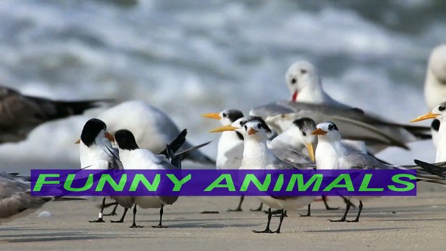 FUNNY VIDEO. MOST FUNNY VIDEOS. FUNNY ANIMALS. ANIMALS. FUNNY KING