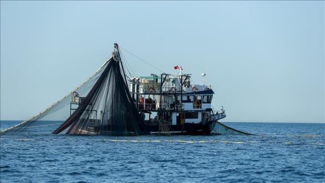Balık sezonu açıldı! Tezgahlarda palamut 20 TL'den satılıyor