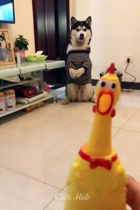 VIDEO ANJING DAN KUCING ##PART-12