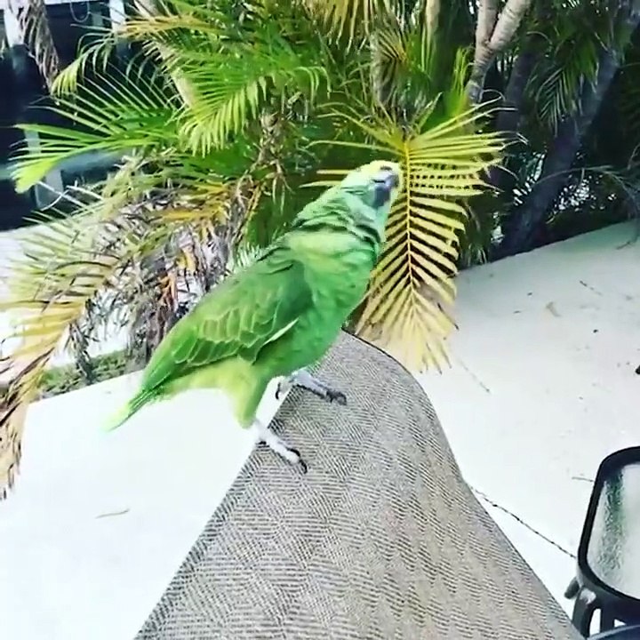 Baby Animals  Funny Parrots and Cute Birds Compilation