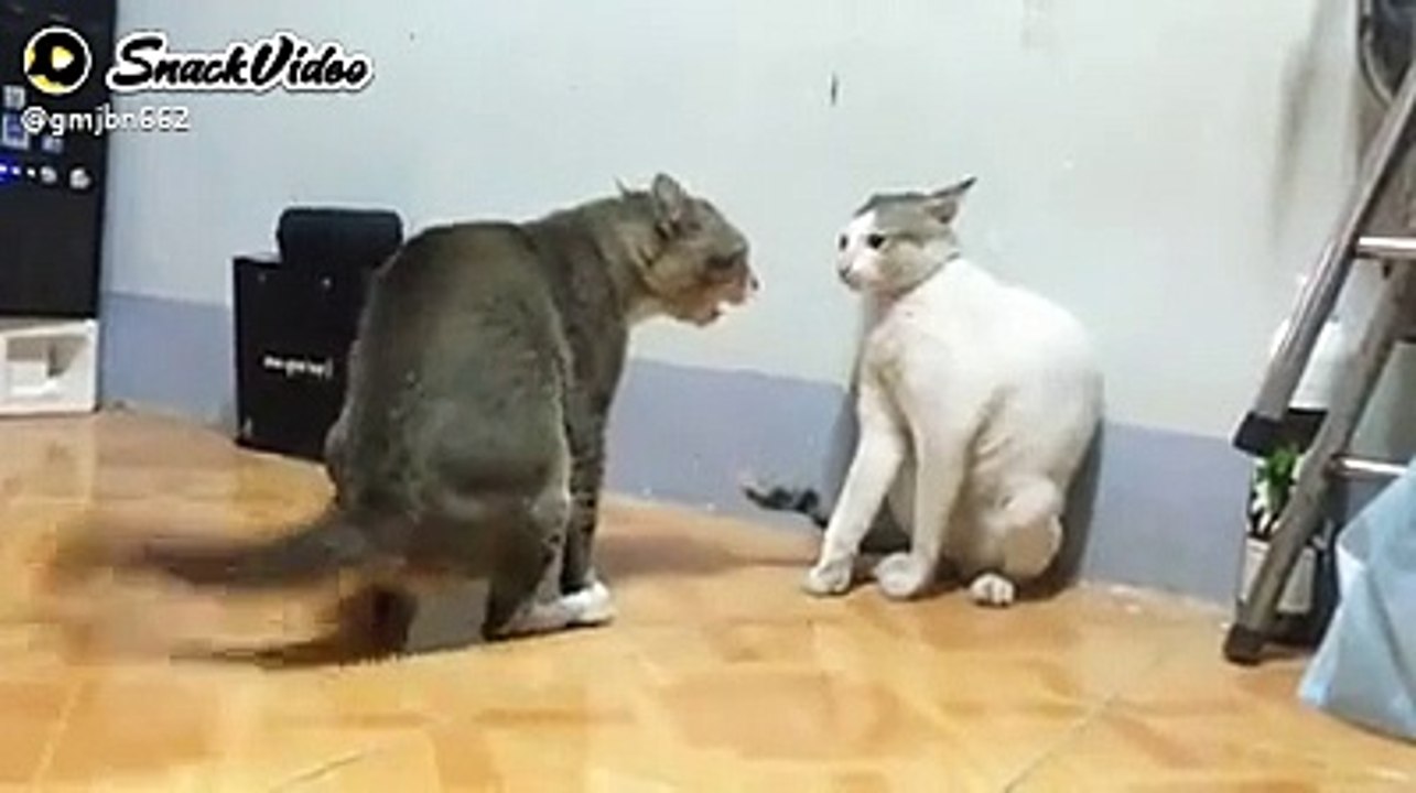 Cat fight