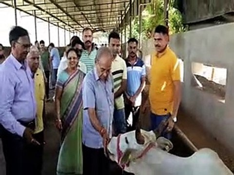 lumpy infection: लम्पी संक्रमण से बचाव के लिए गोवंश को खिलाए औषधियुक्त लड्डू-video