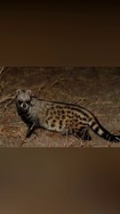 मुर्दा खोर जानवर  ! This animal eats by uprooting the dead Body