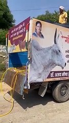 अब गोवंश को सैनेटराइज कर रहे हैं लोग